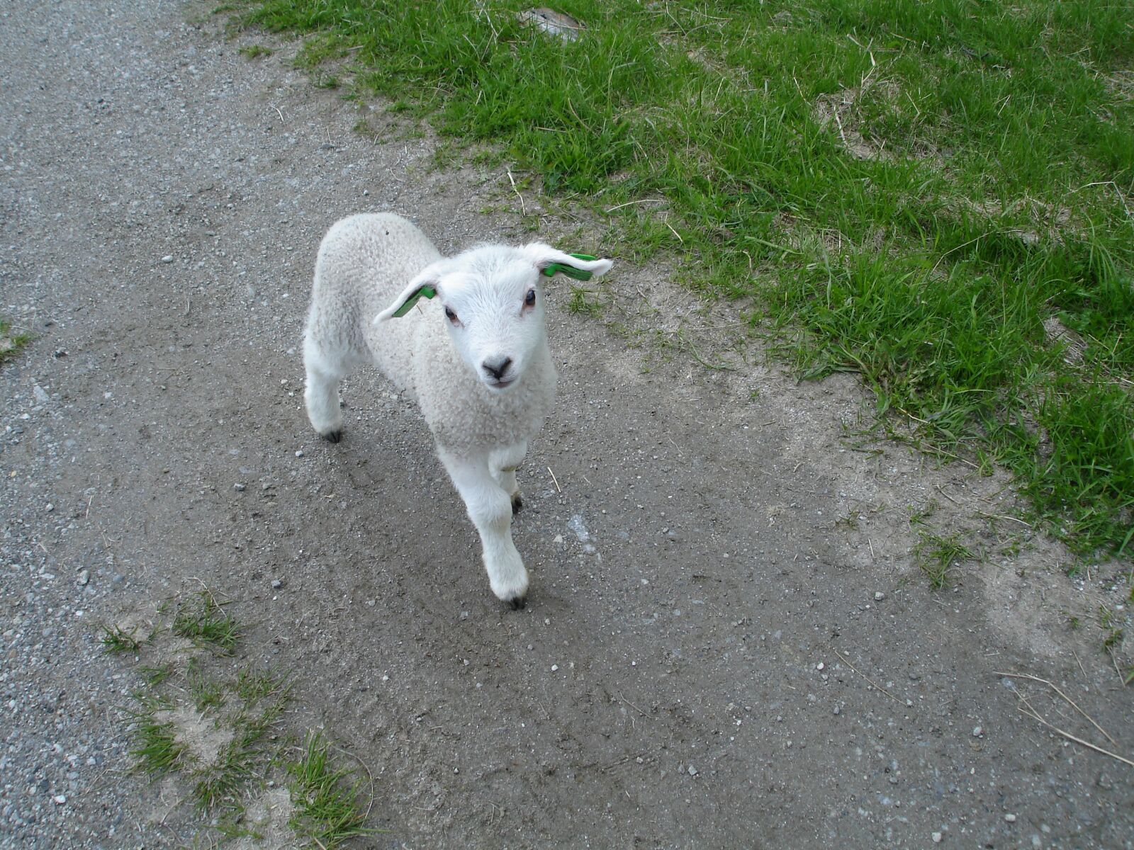 Sony DSC-W17 sample photo. Sheep, lamb, comely photography