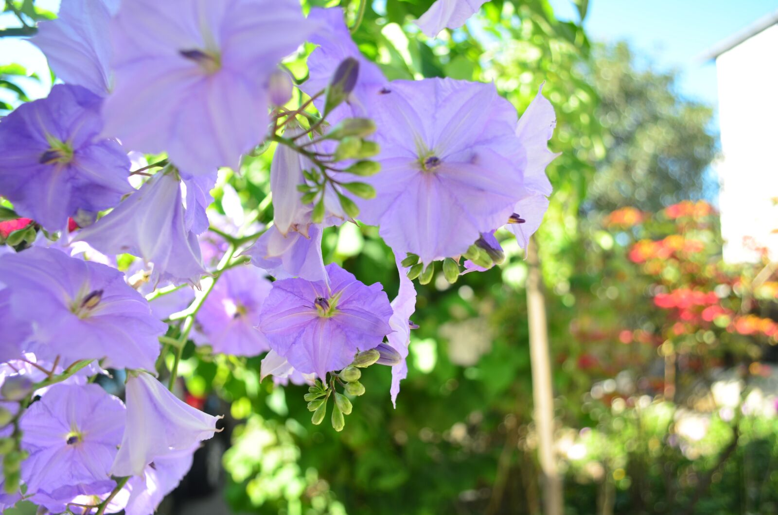 Nikon D5100 sample photo. Flowers, color, garden photography
