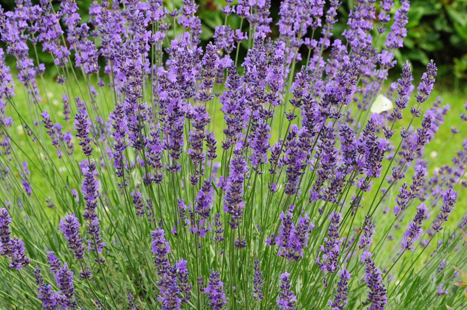 Nikon D300S sample photo. Lavender, summer, violet photography