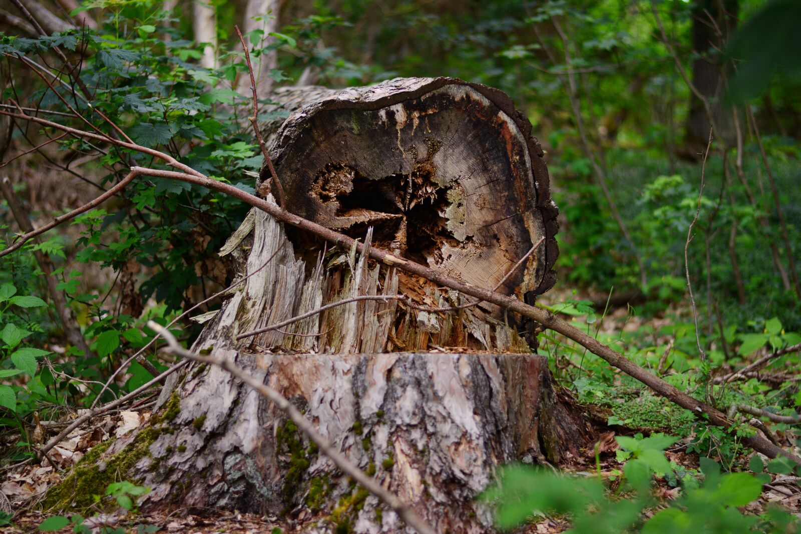 Nikon D5200 sample photo. Tree, tree damage, favor photography