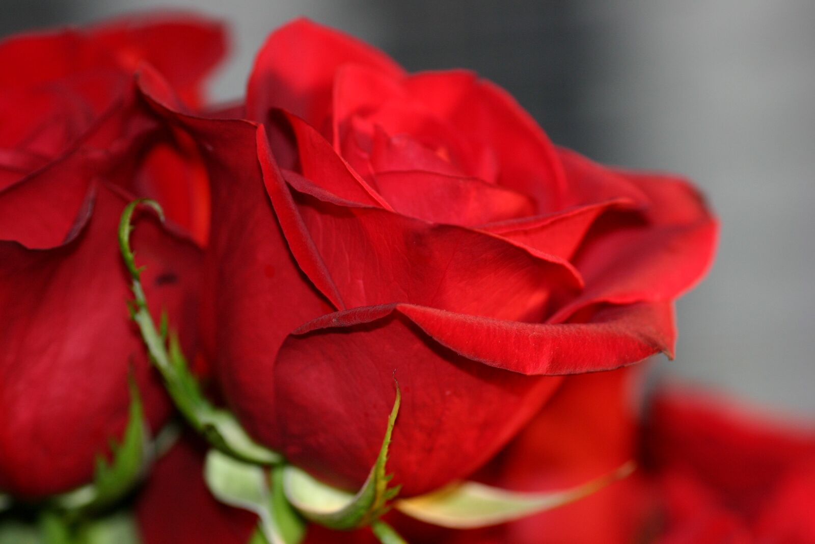 Canon EOS 300D (EOS Digital Rebel / EOS Kiss Digital) sample photo. Flowers, roses, love photography