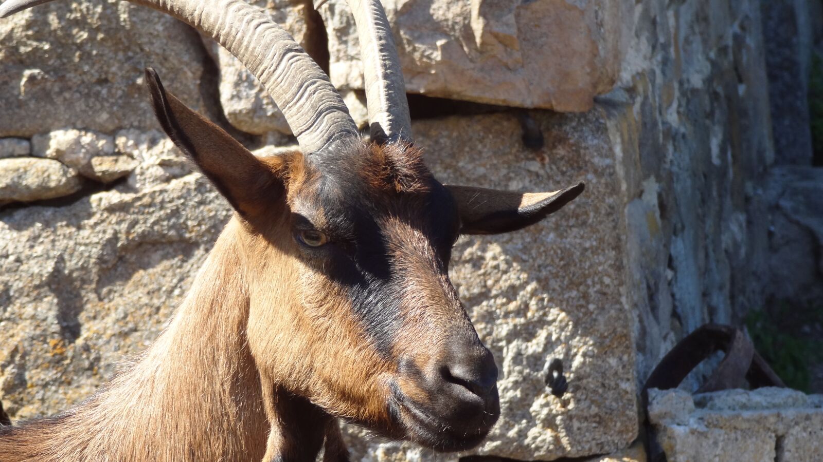 Sony Cyber-shot DSC-HX9V sample photo. Goat, animal head, domestic photography