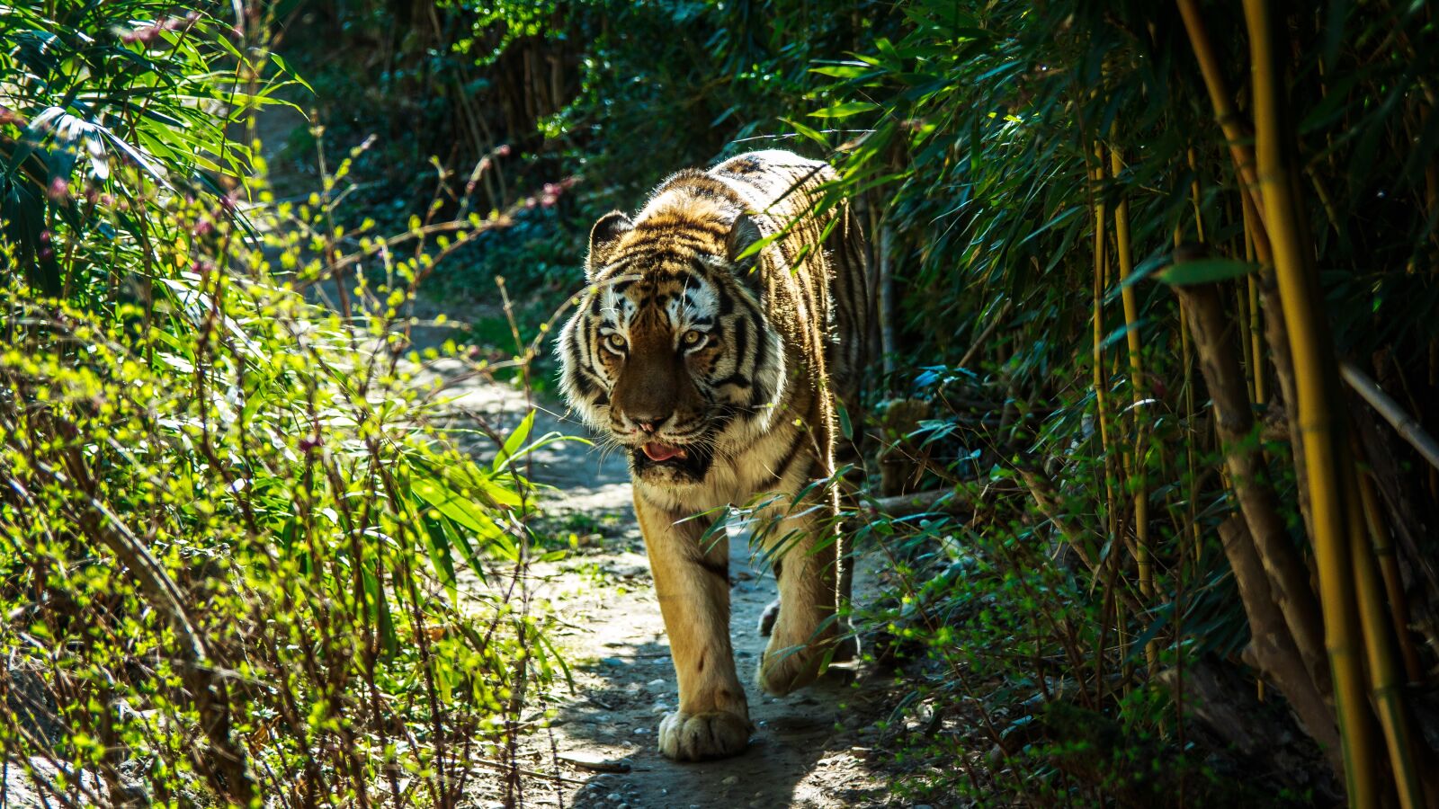 Canon EOS 650D (EOS Rebel T4i / EOS Kiss X6i) sample photo. Siberian tiger, wildcat, jungle photography