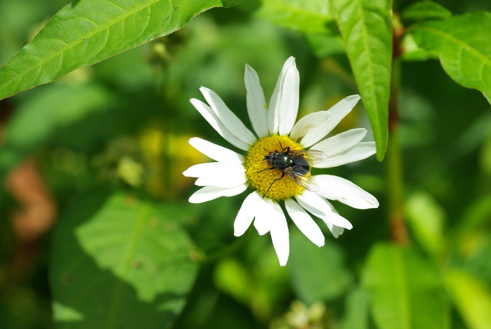 Pentax K10D sample photo. Flower, margriet, bug photography