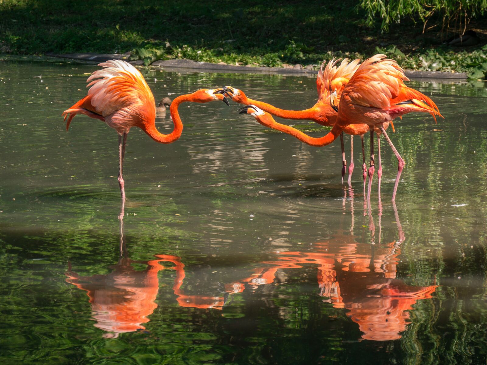 Panasonic DMC-G81 sample photo. Flamingos, waterfowl, animals photography