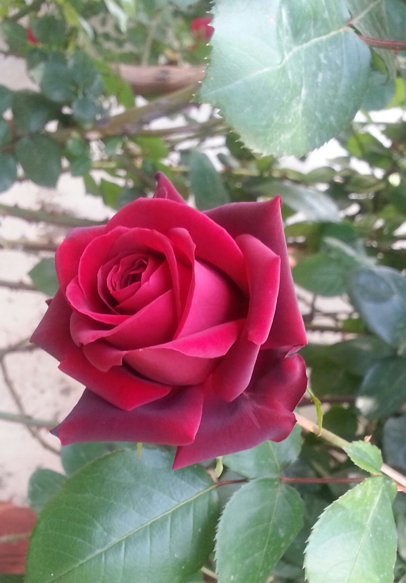 Samsung Galaxy S3 sample photo