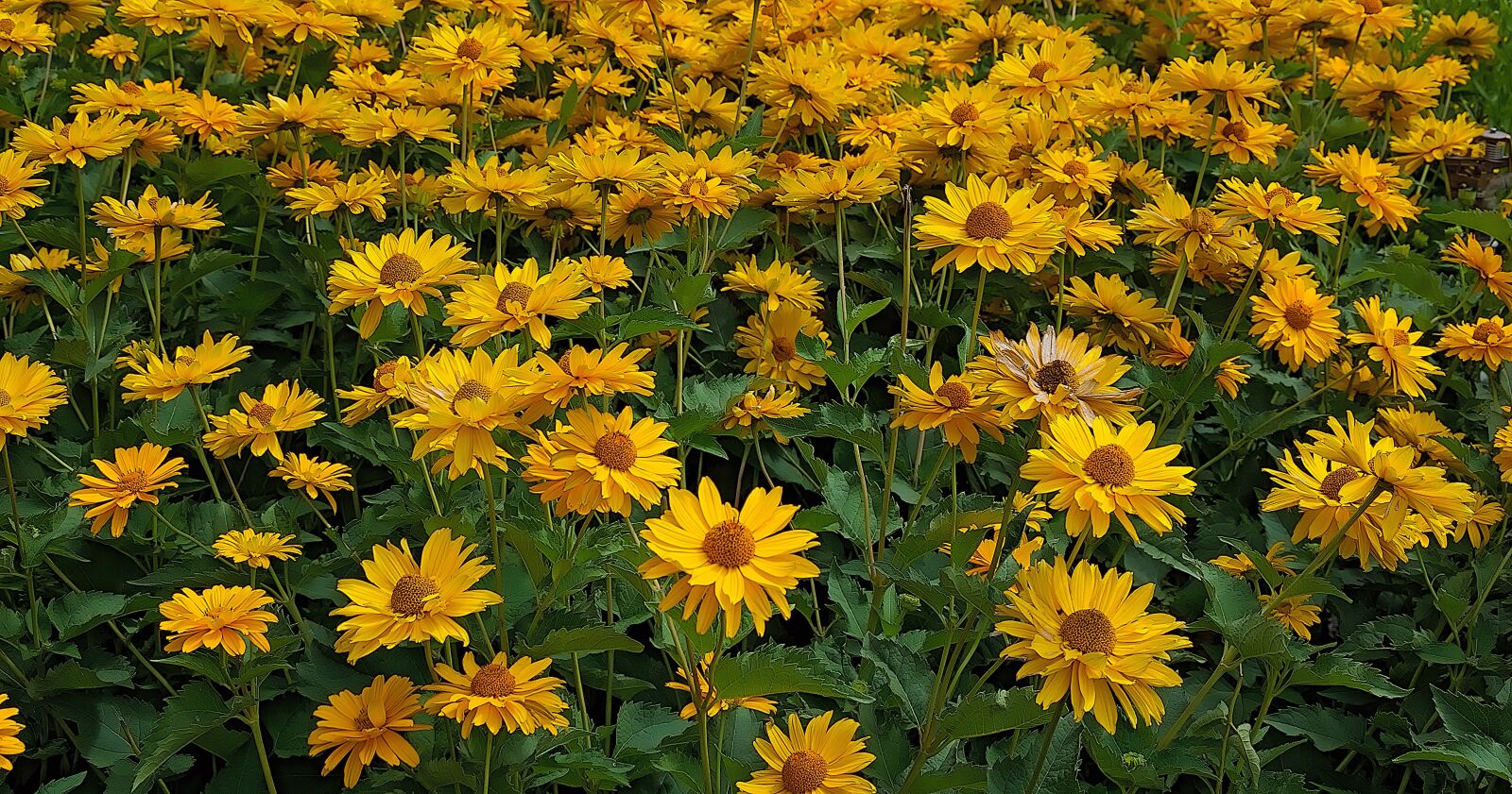 Nikon D3300 sample photo. Flowers, yellow, blütenmeer photography