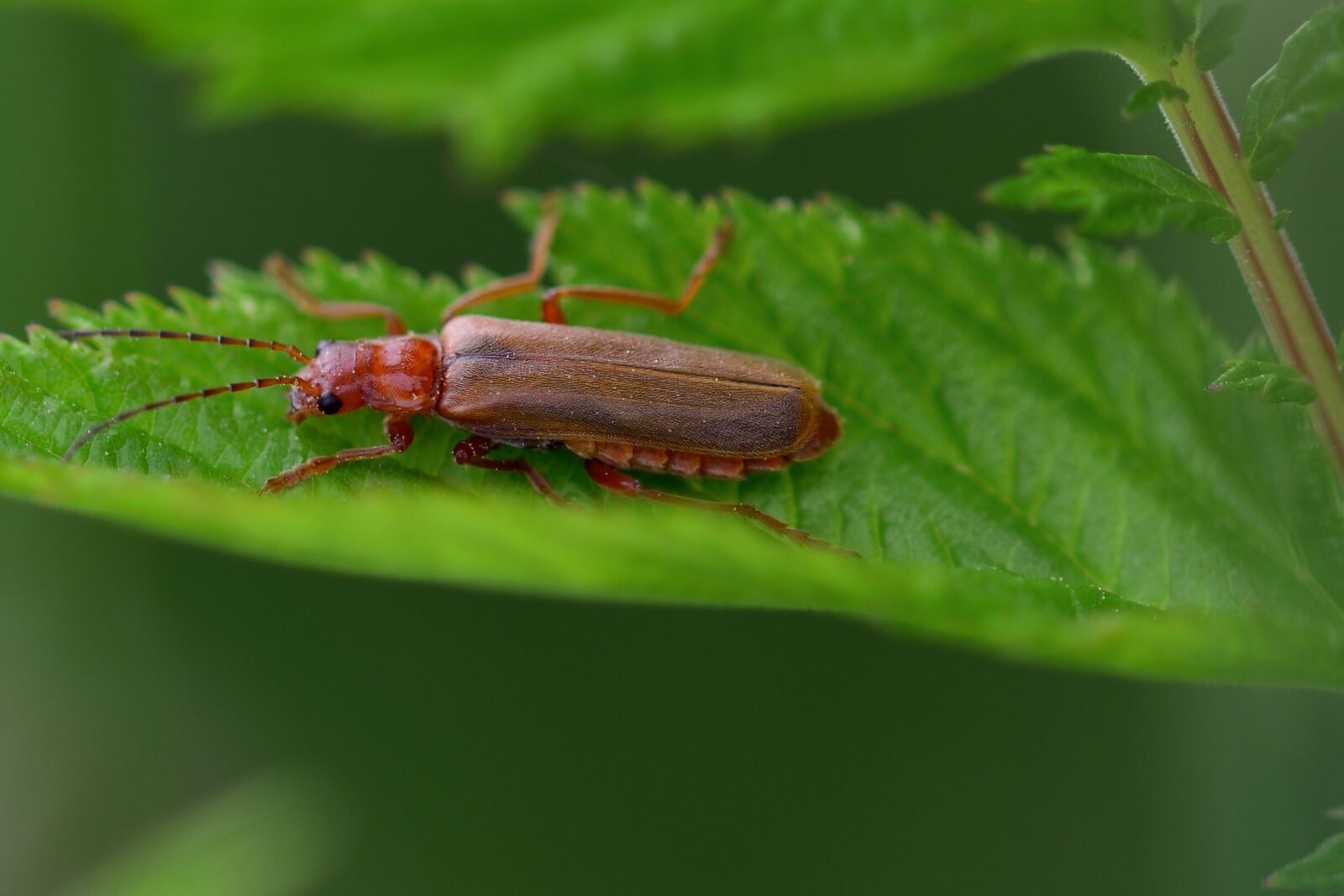 Nikon D5200 sample photo. Beetle, close up, nature photography