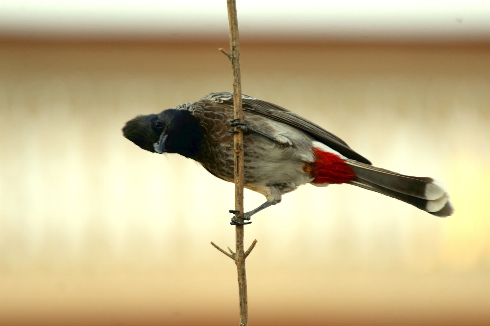 Canon EF-S 55-250mm F4-5.6 IS II sample photo. Red-vented bulbul photography