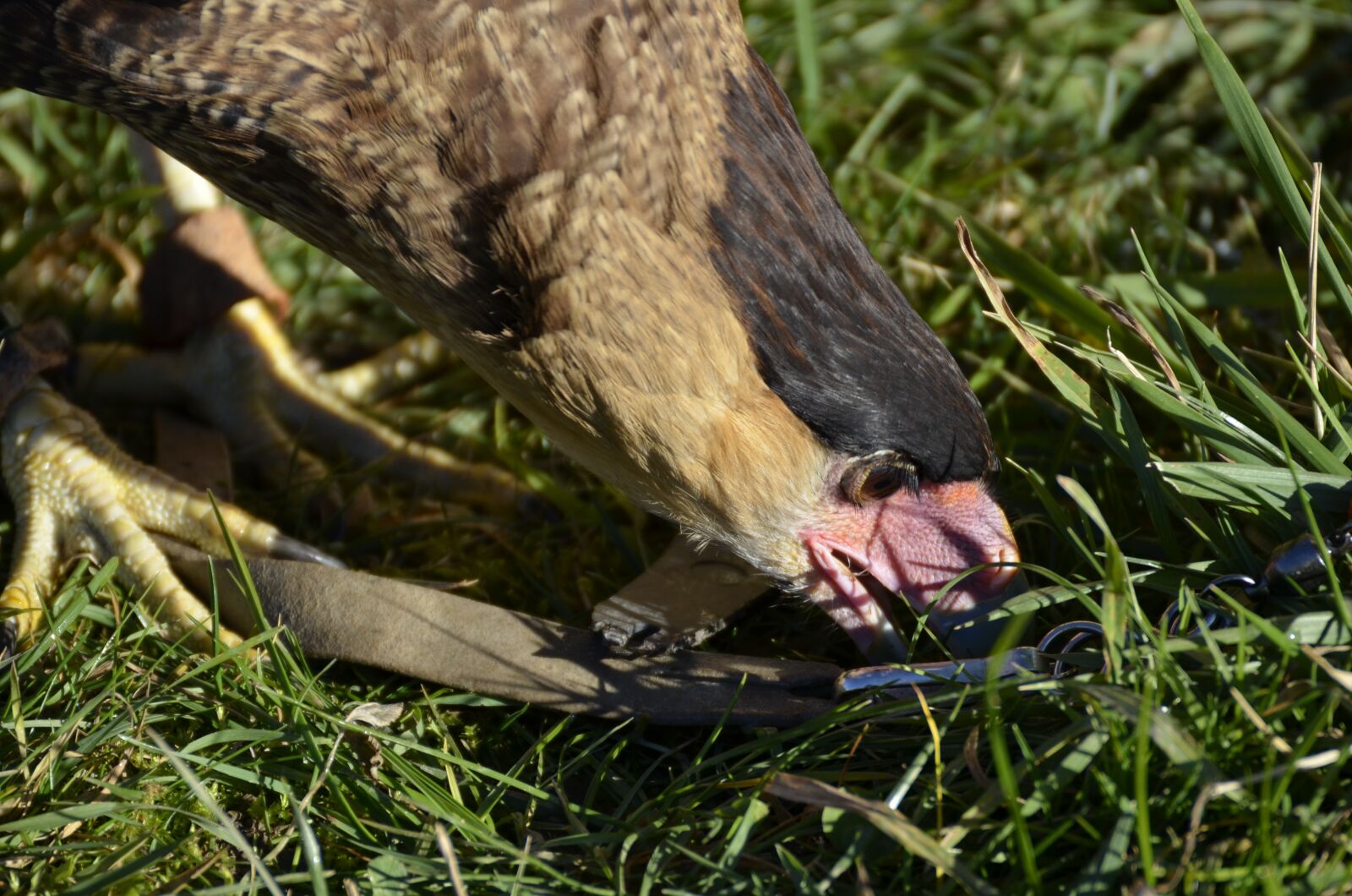 Nikon D5100 sample photo. Vulture, raptor, scavengers photography