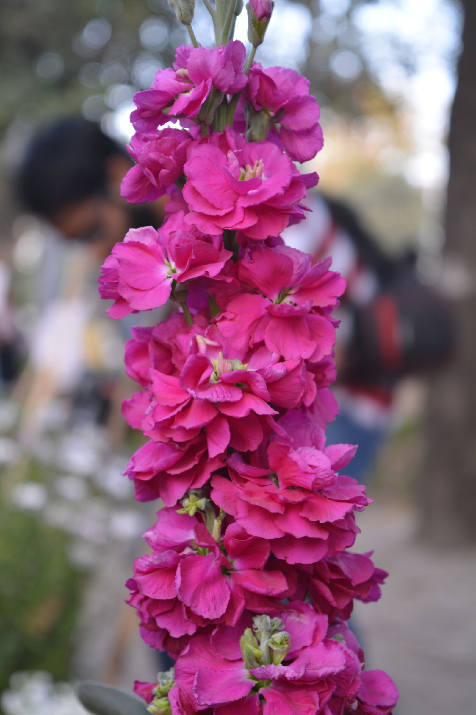 Nikon D5200 + Nikon AF-S DX Nikkor 18-55mm F3.5-5.6G VR II sample photo. Magenta, flowers, nature, outdoors photography