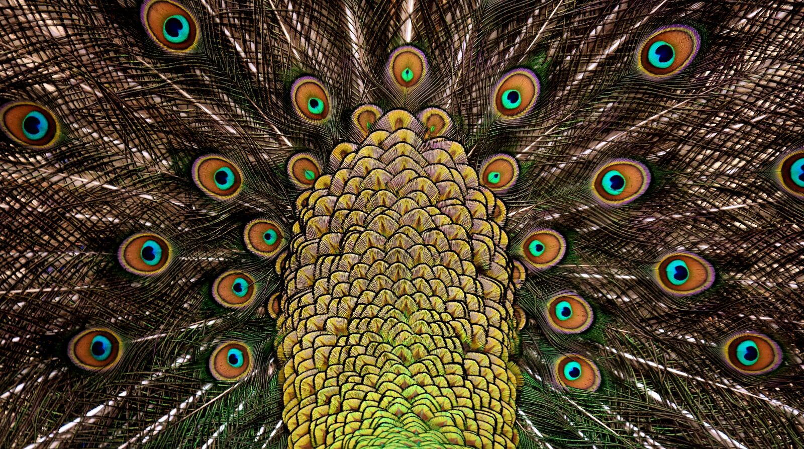 Nikon D7200 sample photo. Peacock feathers, wheel, plumage photography