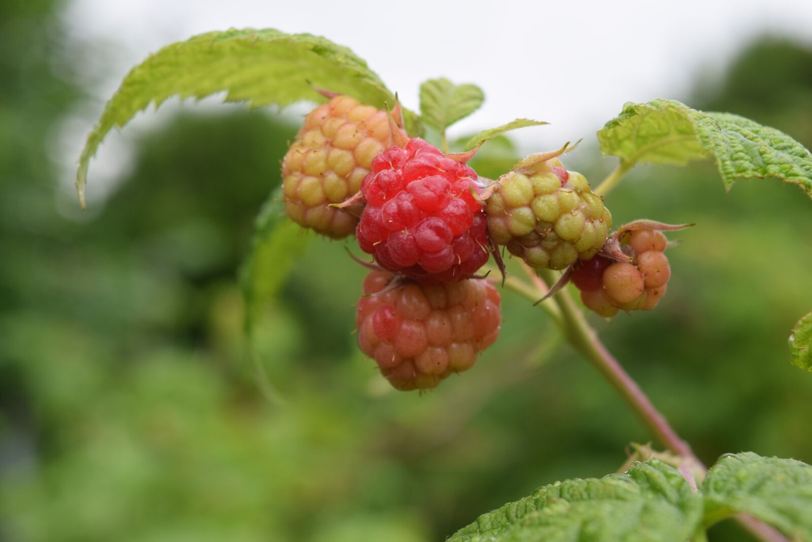 Nikon D3300 sample photo. Raspberry, berry, japanese raspberries photography
