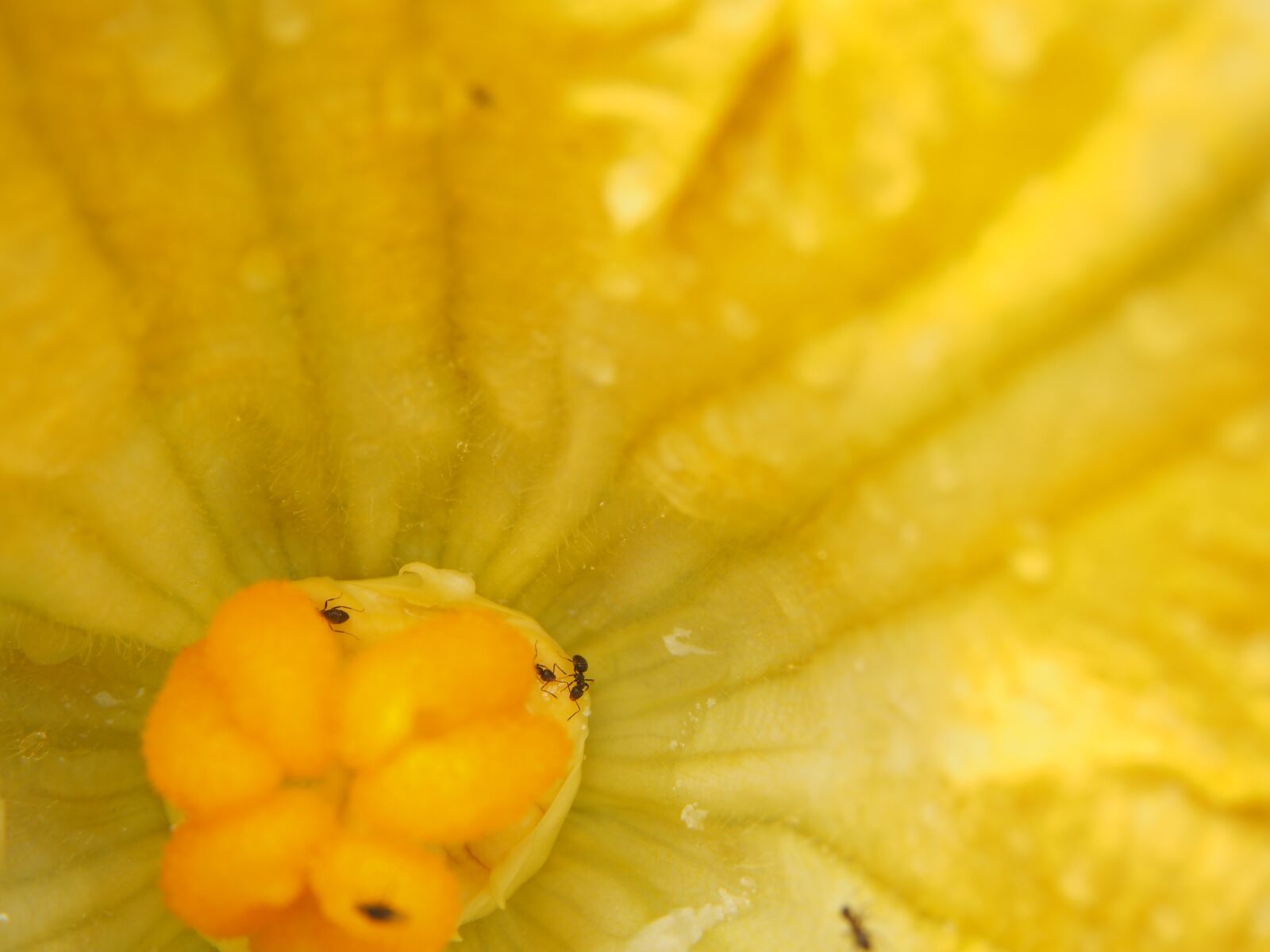 Olympus OM-D E-M10 sample photo. Zucchini flower, blossom, bloom photography