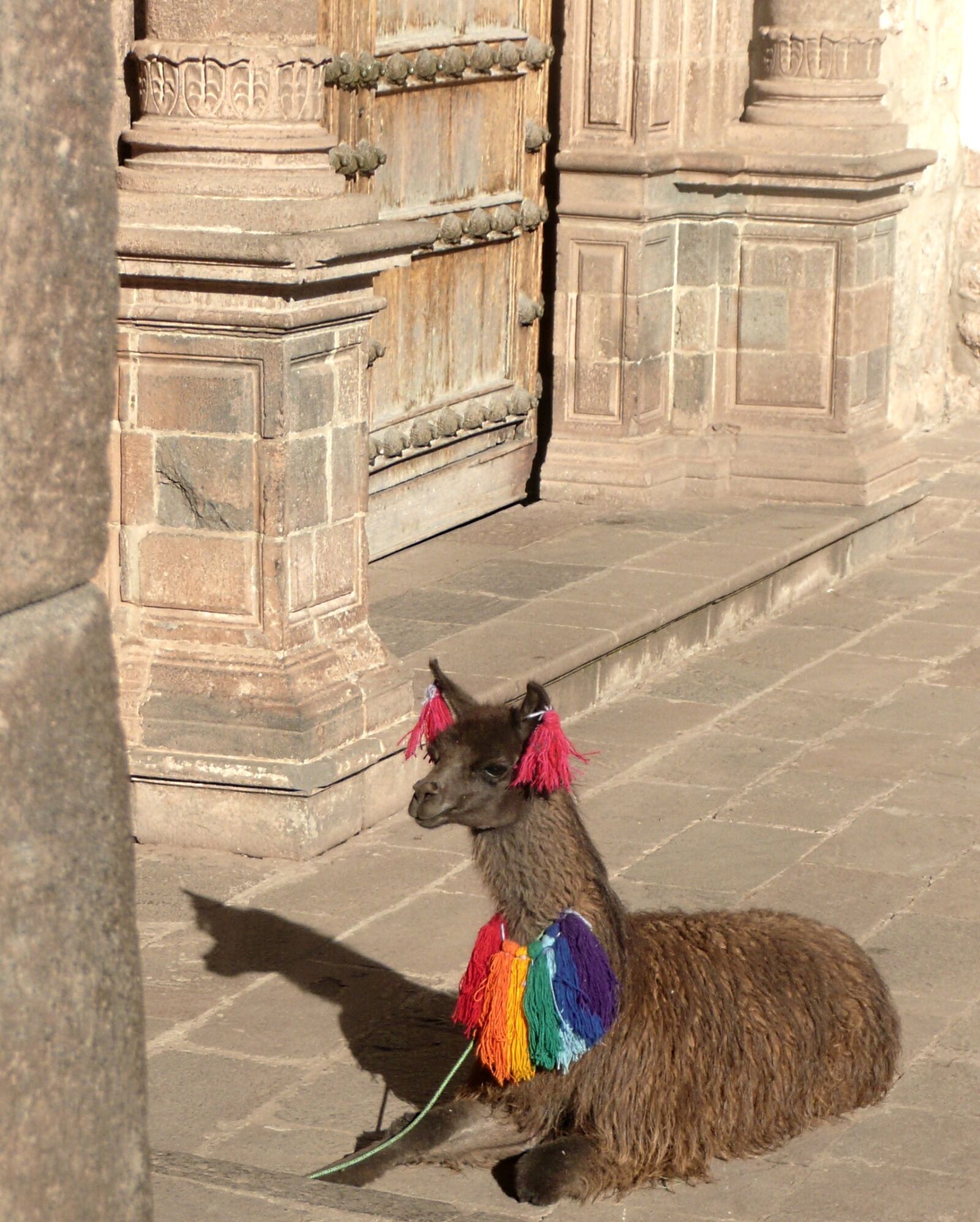 Panasonic DMC-TZ3 sample photo. Alpaca, peru, cusco photography