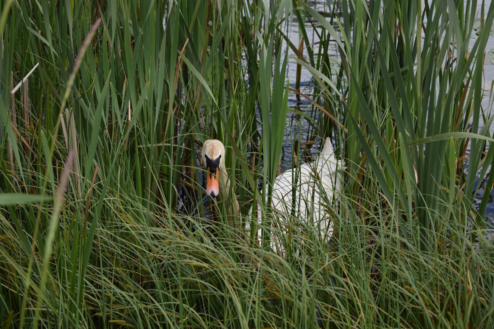 Nikon D3300 sample photo. Swan, reeds, lake photography