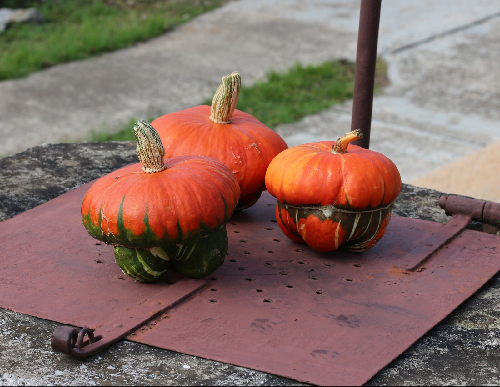 Canon EOS 700D (EOS Rebel T5i / EOS Kiss X7i) + Canon EF 50mm F1.8 STM sample photo. Pumpkins, fall, orange photography