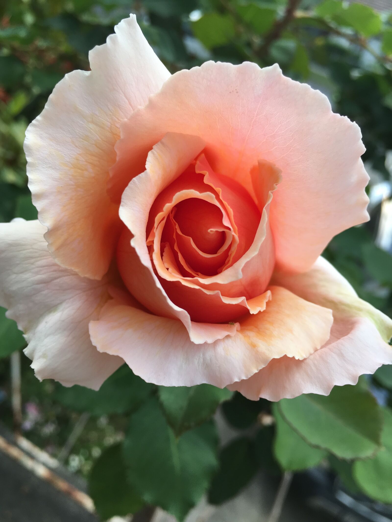 iPhone SE back camera 4.15mm f/2.2 sample photo. Rose, petals, flower photography