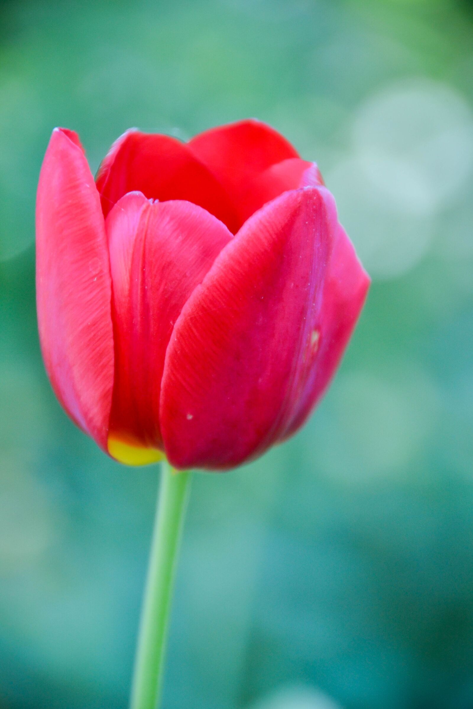 Nikon D3100 sample photo. Tulip, macro, detail photography