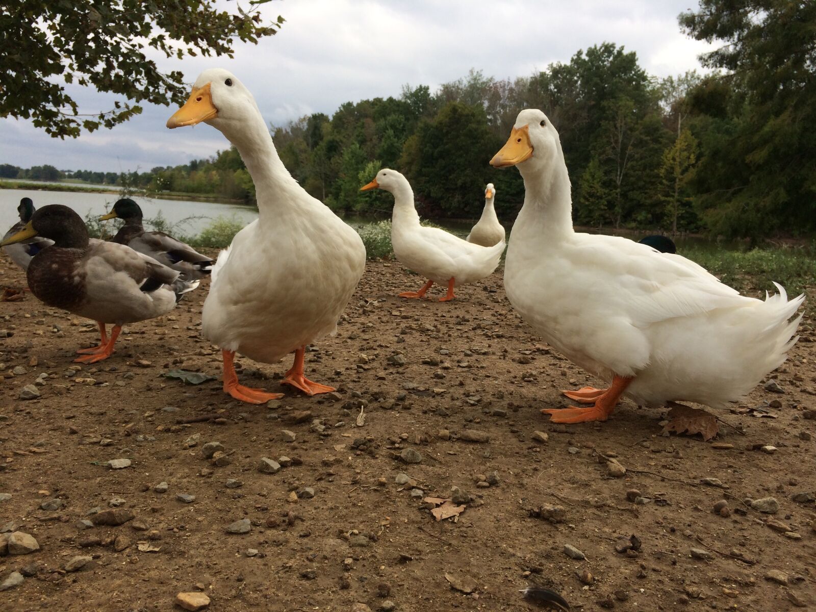 iPhone 5s back camera 4.15mm f/2.2 sample photo. Ducks, lake, nature photography