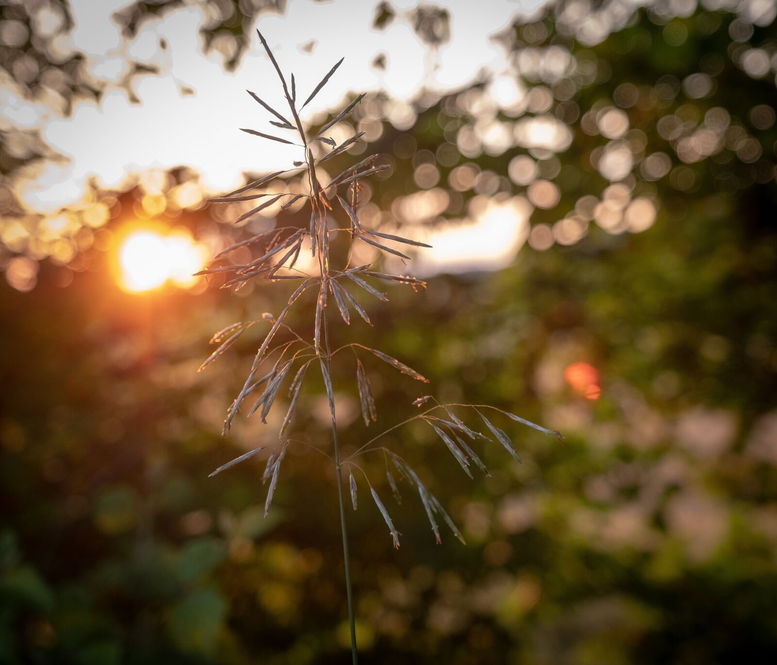 Fujifilm X-T2 sample photo. Grass, blade of grass photography