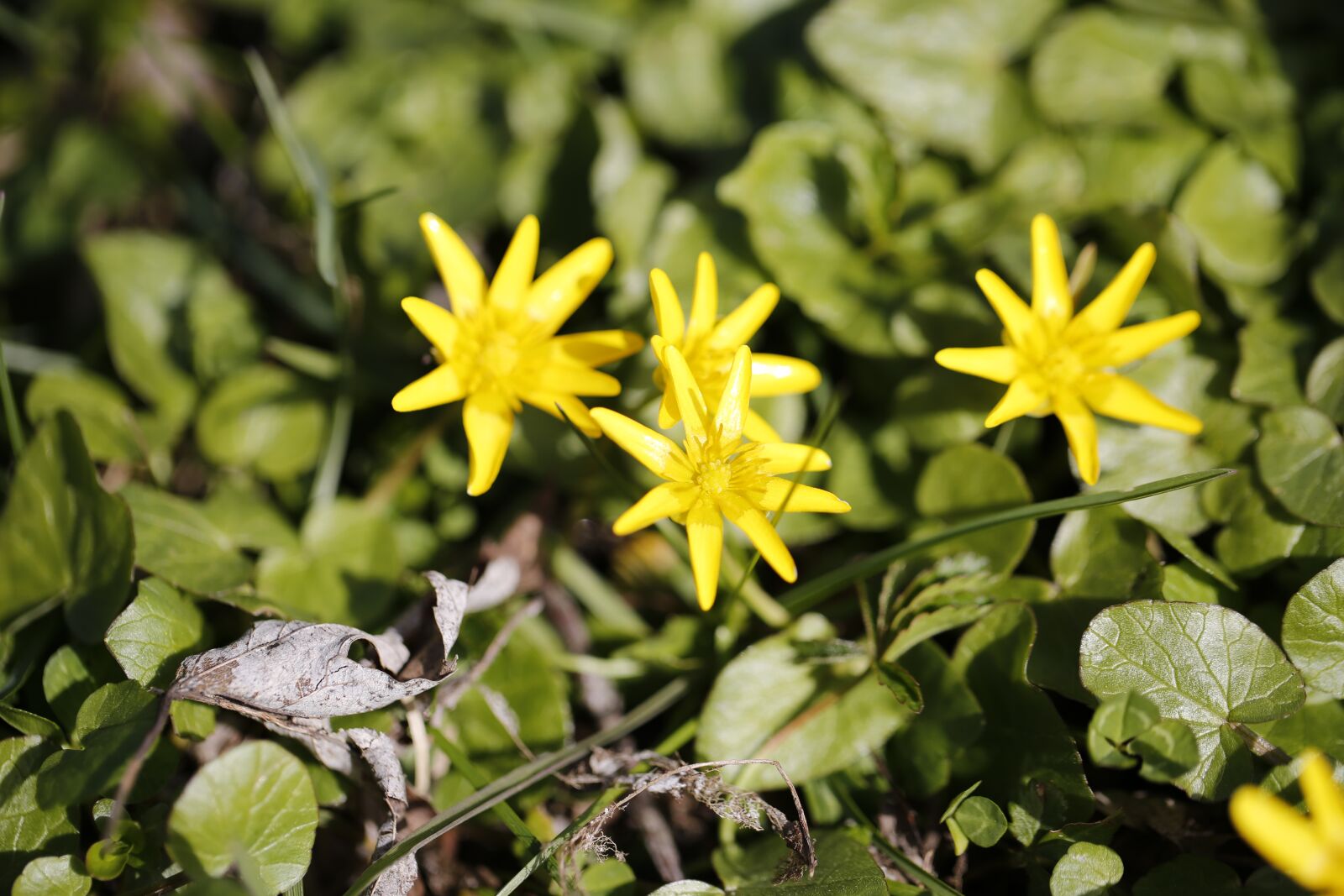 Canon EF 100mm F2.8L Macro IS USM sample photo. Flower, yellow, spring photography
