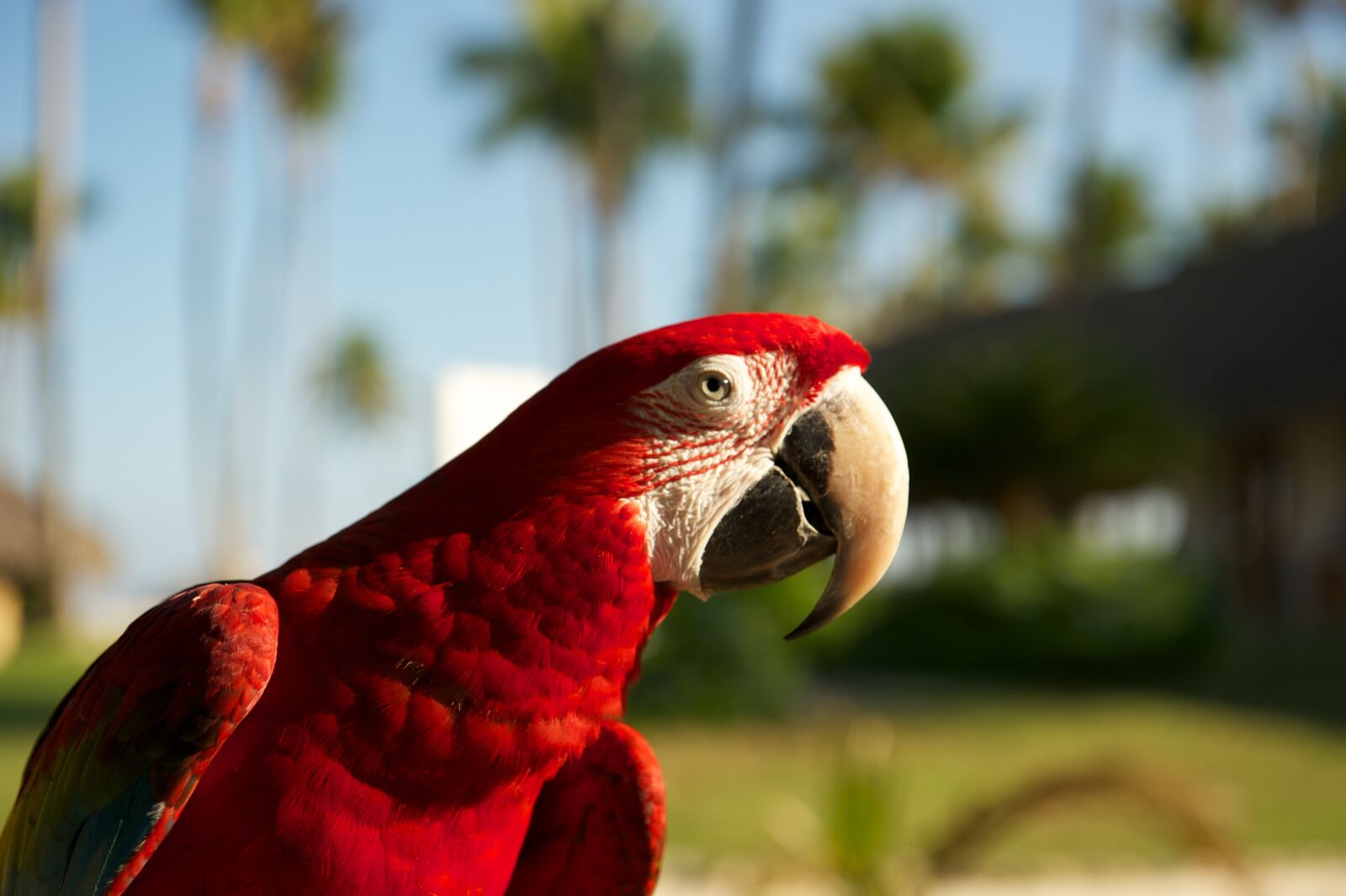 Nikon D700 sample photo. Parrot, bird, red photography