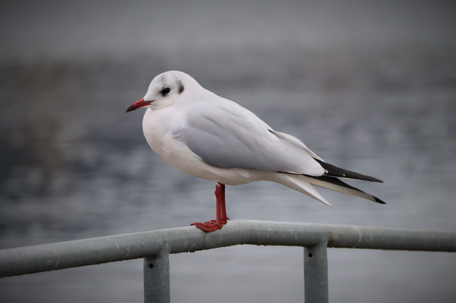 Canon EOS M50 (EOS Kiss M) + Canon EF-M 55-200mm F4.5-6.3 IS STM sample photo. Animal, bird, seagull photography