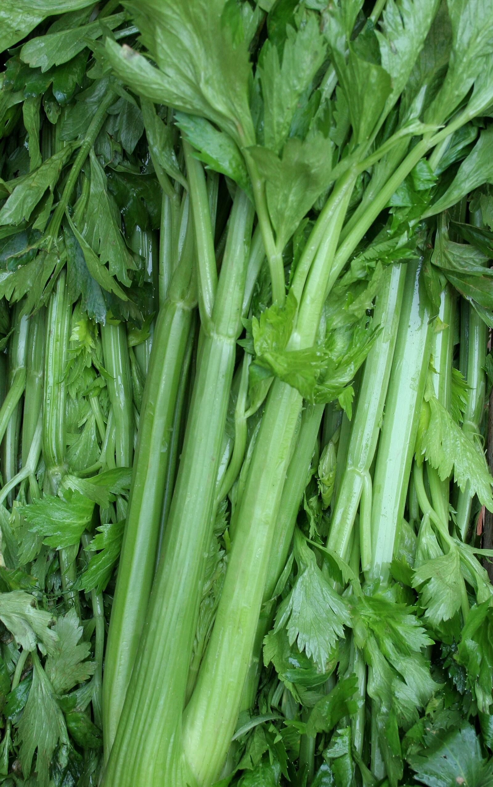 Canon EOS 20D sample photo. Vegetables, leaves, nature photography