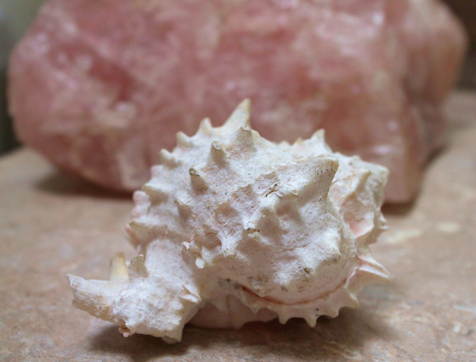 Canon EOS 1100D (EOS Rebel T3 / EOS Kiss X50) sample photo. Sea shell, serene, bath photography