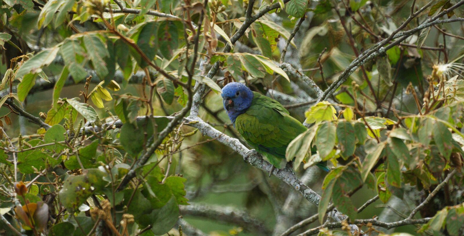 Sony Alpha DSLR-A390 sample photo. Fauna, ave, parrot photography