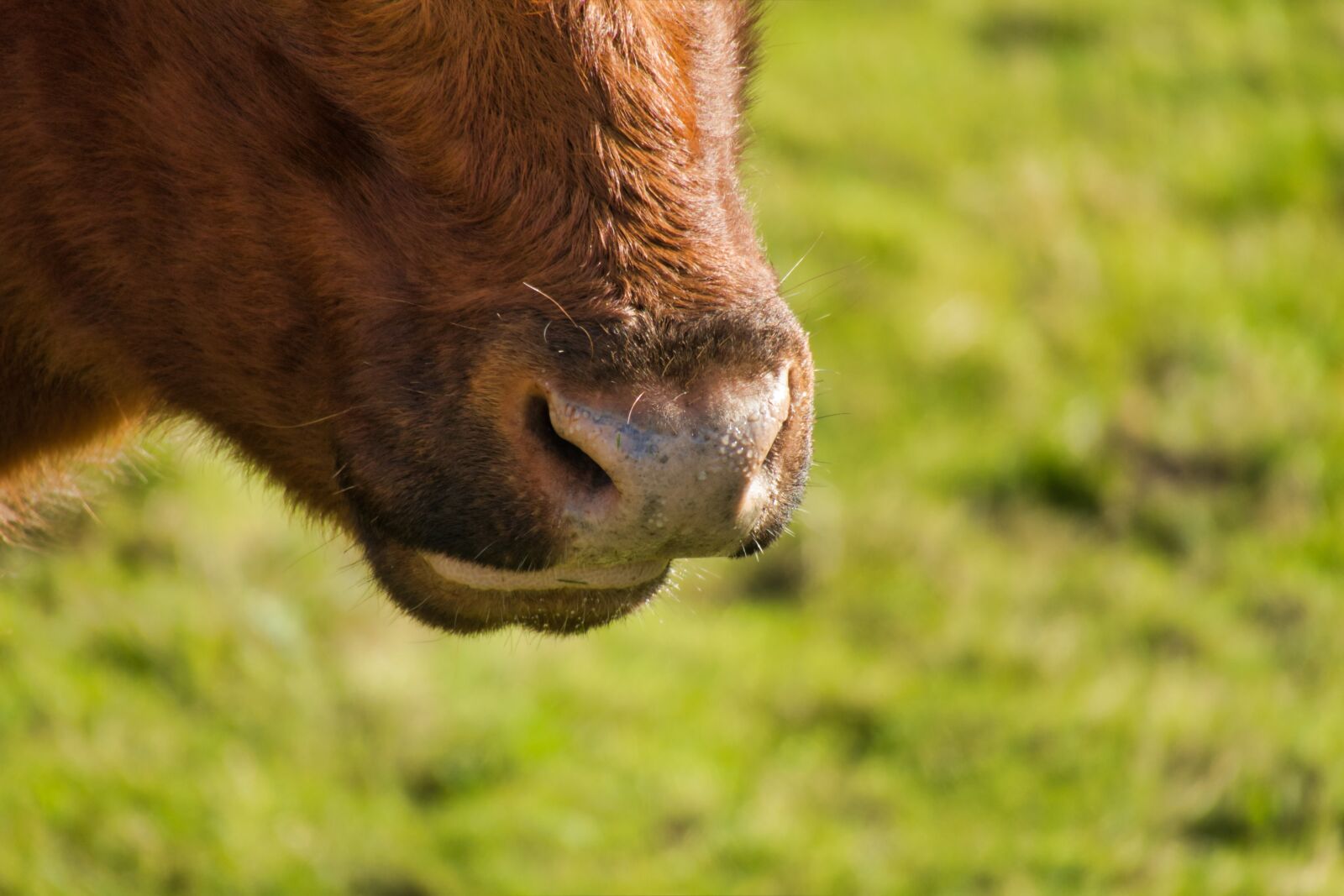 Canon PowerShot G3 X sample photo. Cow, nose, ruminant photography