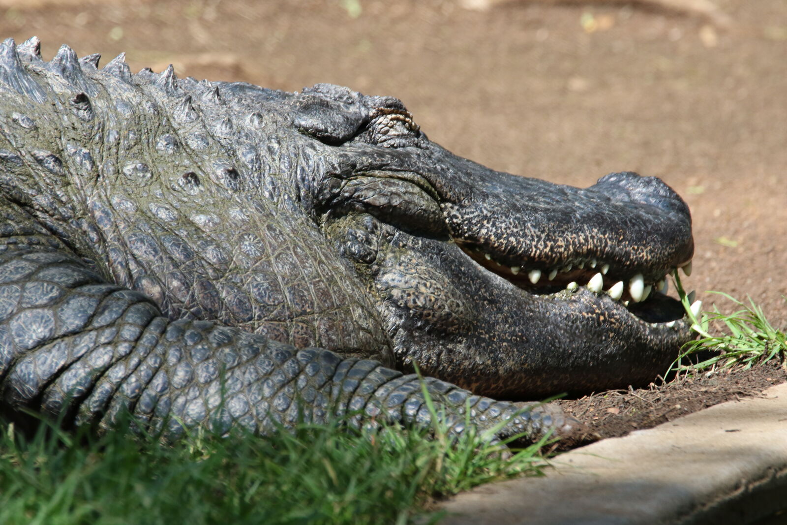 Canon EOS 7D Mark II sample photo. Animal, crocodile, dangerous, dentist photography