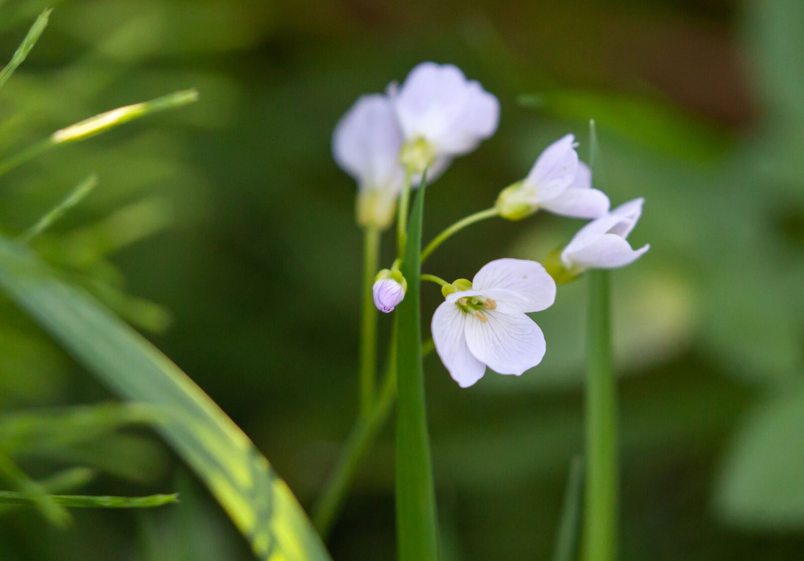 Canon EOS 5D Mark II + Canon EF 100-400mm F4.5-5.6L IS II USM sample photo. White flower, wild flower photography