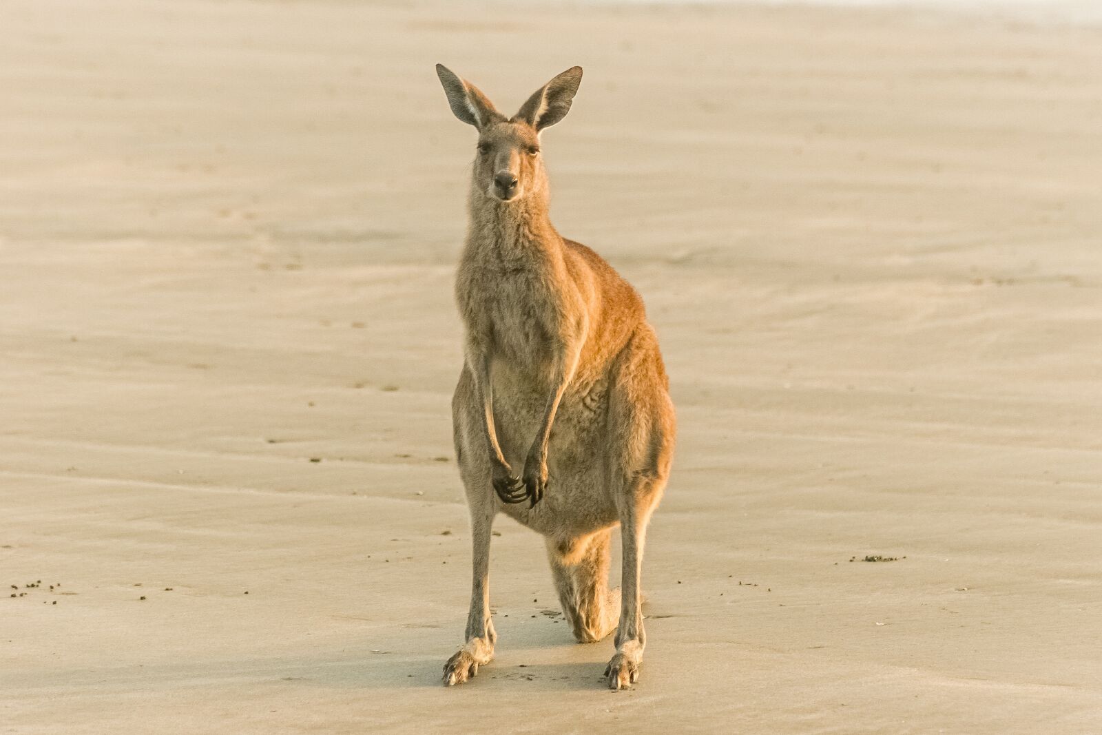 Canon EOS 20D sample photo. Kangeroo, australia, beach photography