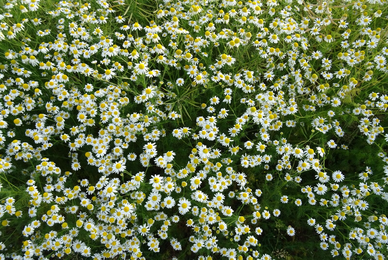 Sony DSC-HX60 sample photo. Daisies, flower, summer photography
