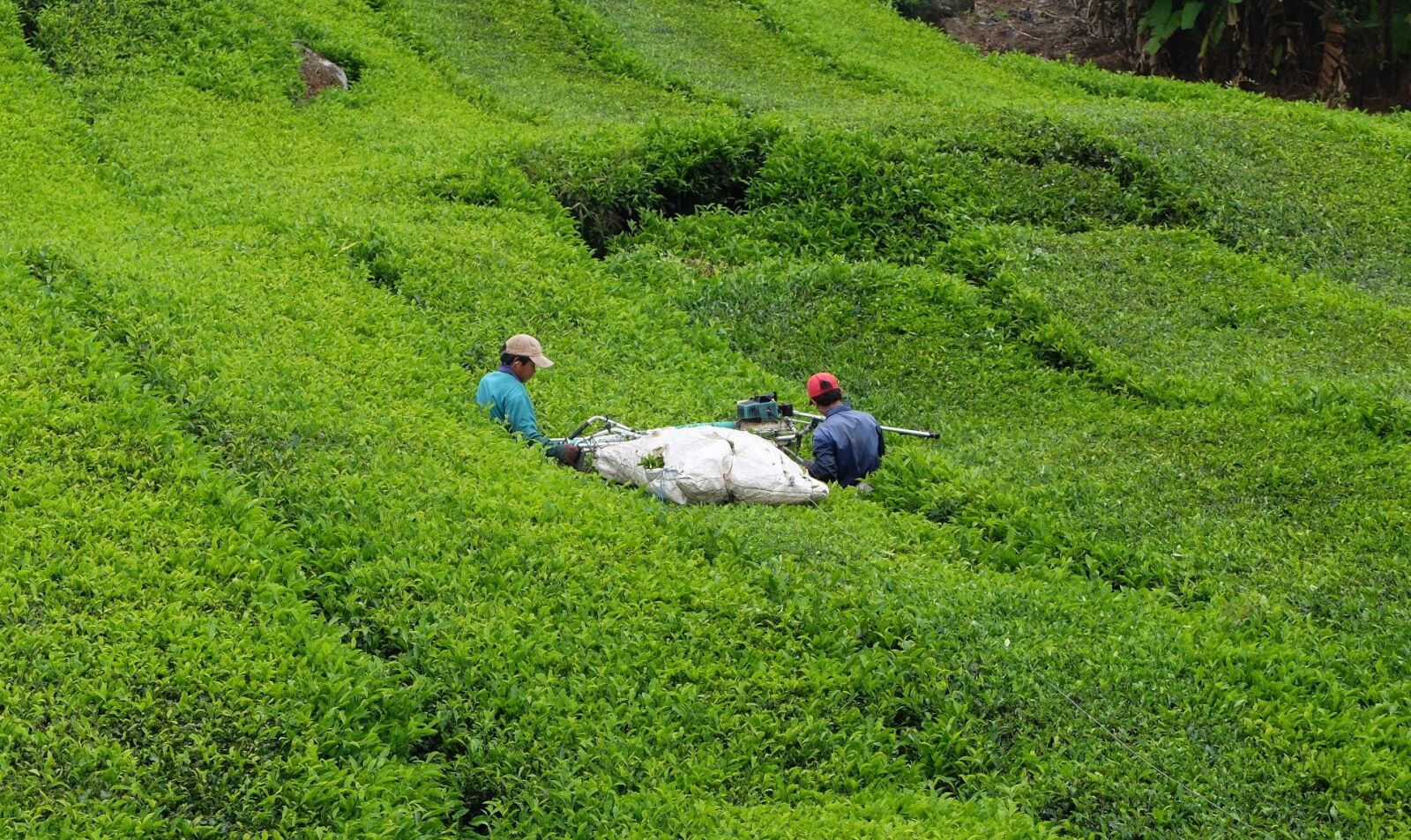 Fujifilm X30 sample photo. Grass, nature, agriculture photography