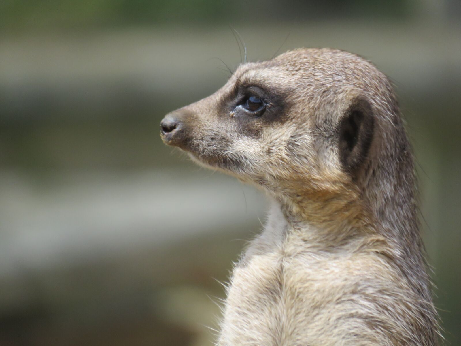 Canon PowerShot SX60 HS sample photo. Meerkat, animal, furry photography