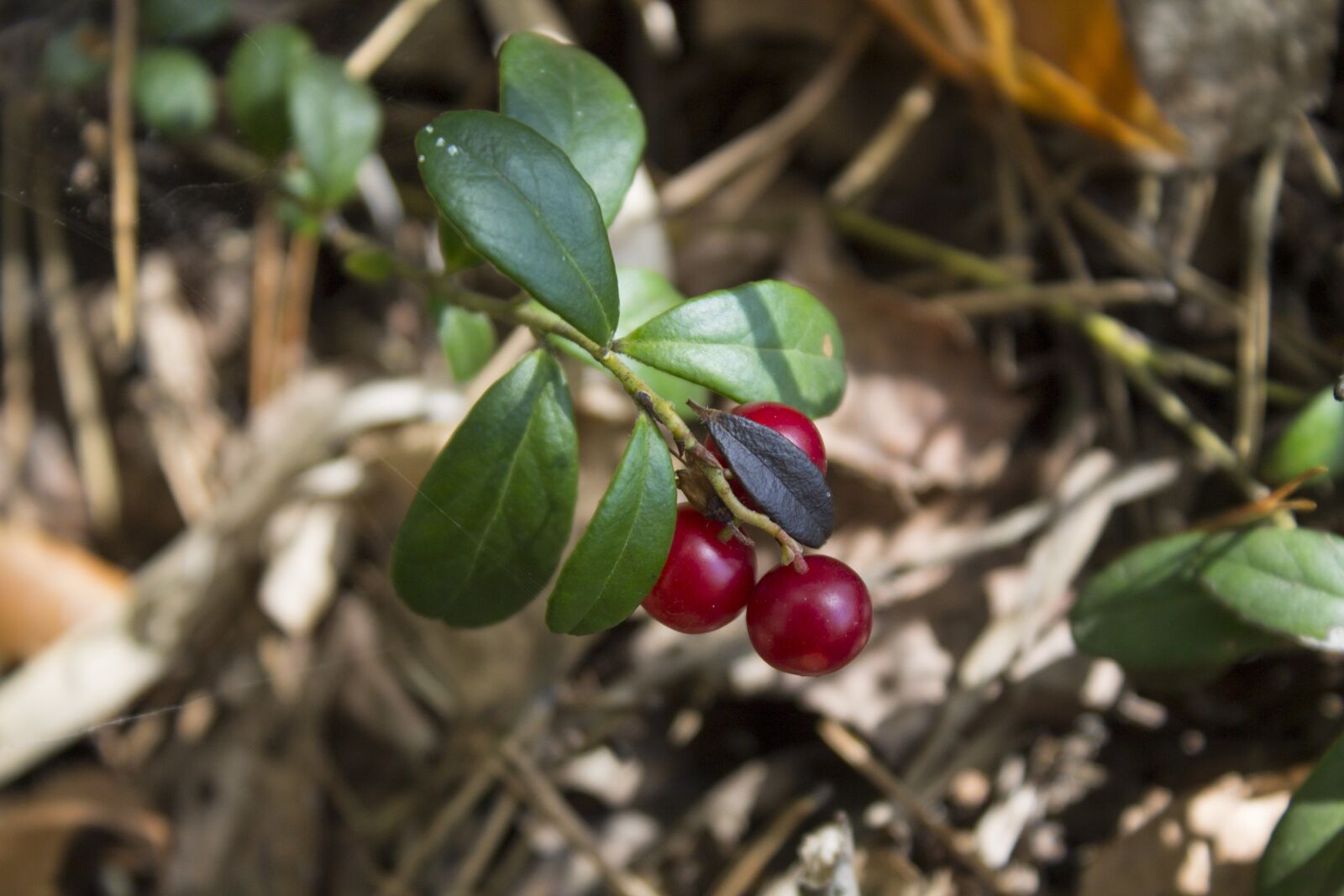 Canon EOS 1100D (EOS Rebel T3 / EOS Kiss X50) sample photo. Cranberries, forest, berry photography