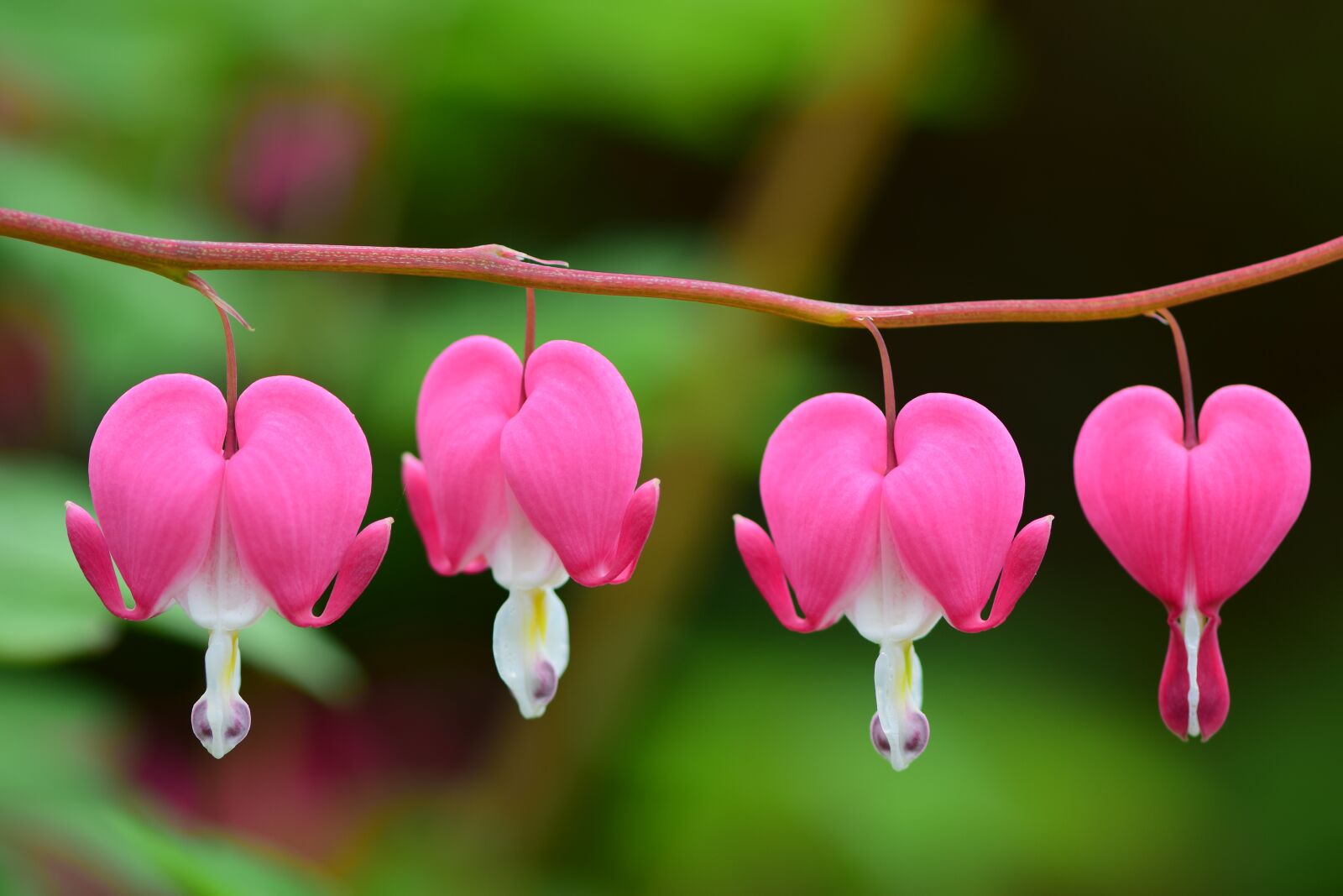 Nikon D5300 sample photo. Bleeding heart, morning, spring photography