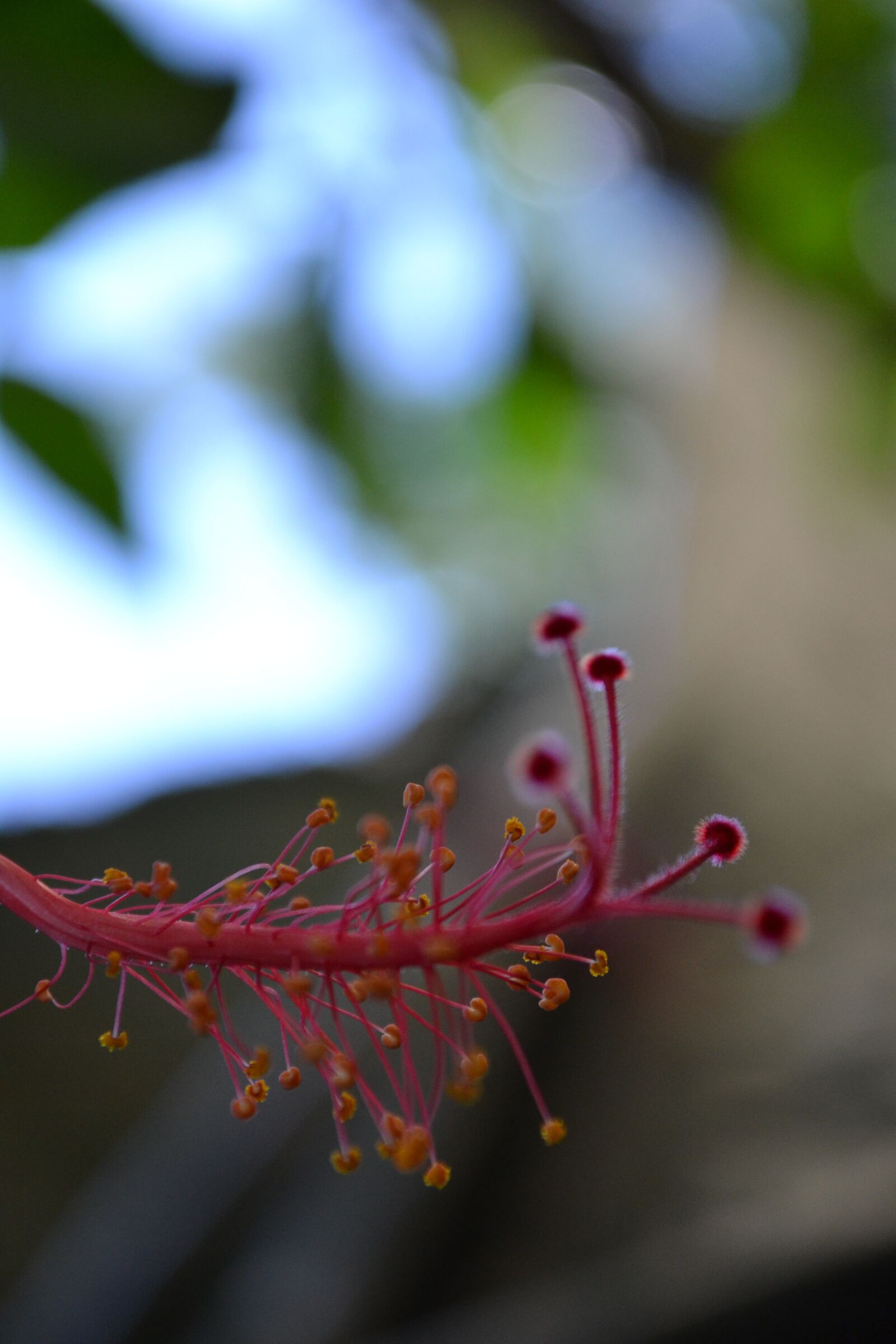 Nikon D3100 sample photo. Hibiscus, close-up, macro photography