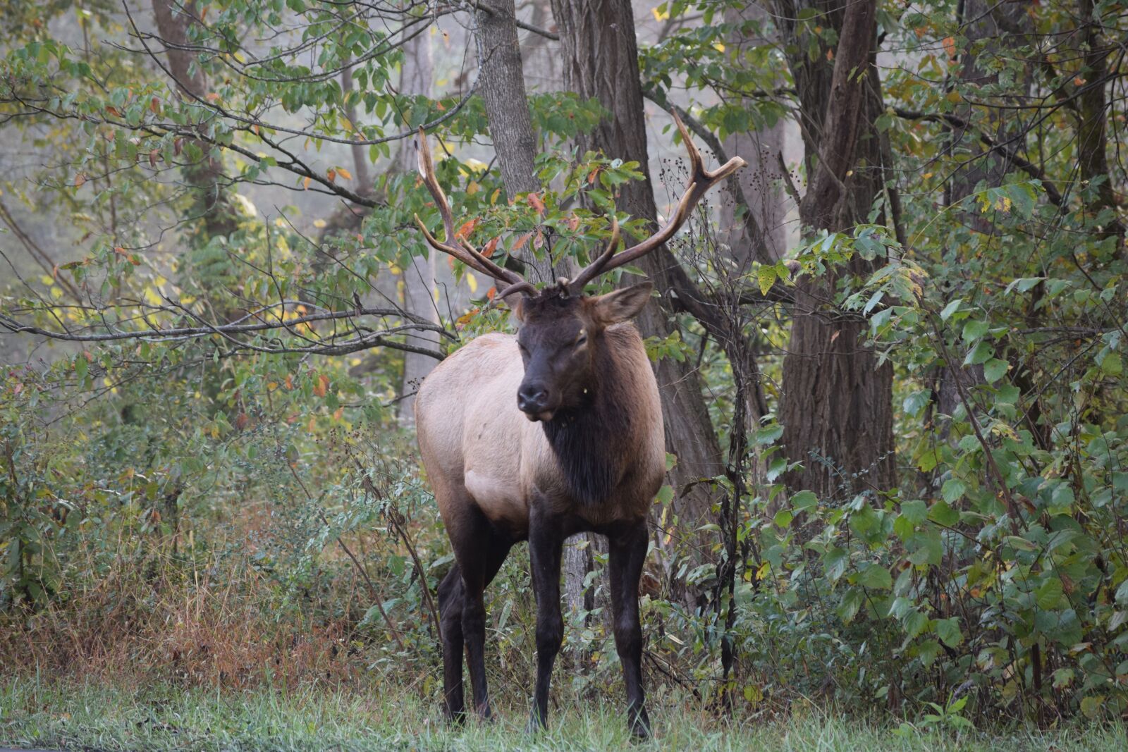 Nikon D3300 sample photo. Elk, deer, stag photography