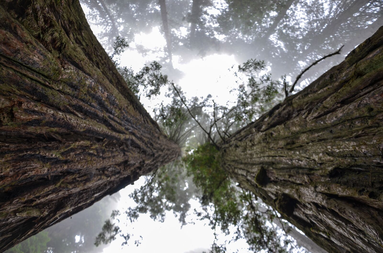 Nikon D5100 sample photo. Usa, america, california photography