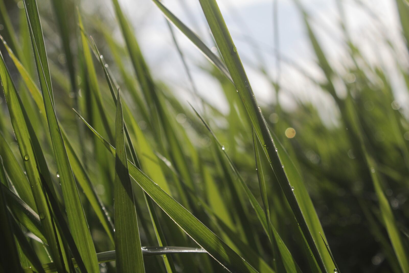Canon EOS 600D (Rebel EOS T3i / EOS Kiss X5) sample photo. Grass, grass background, green photography