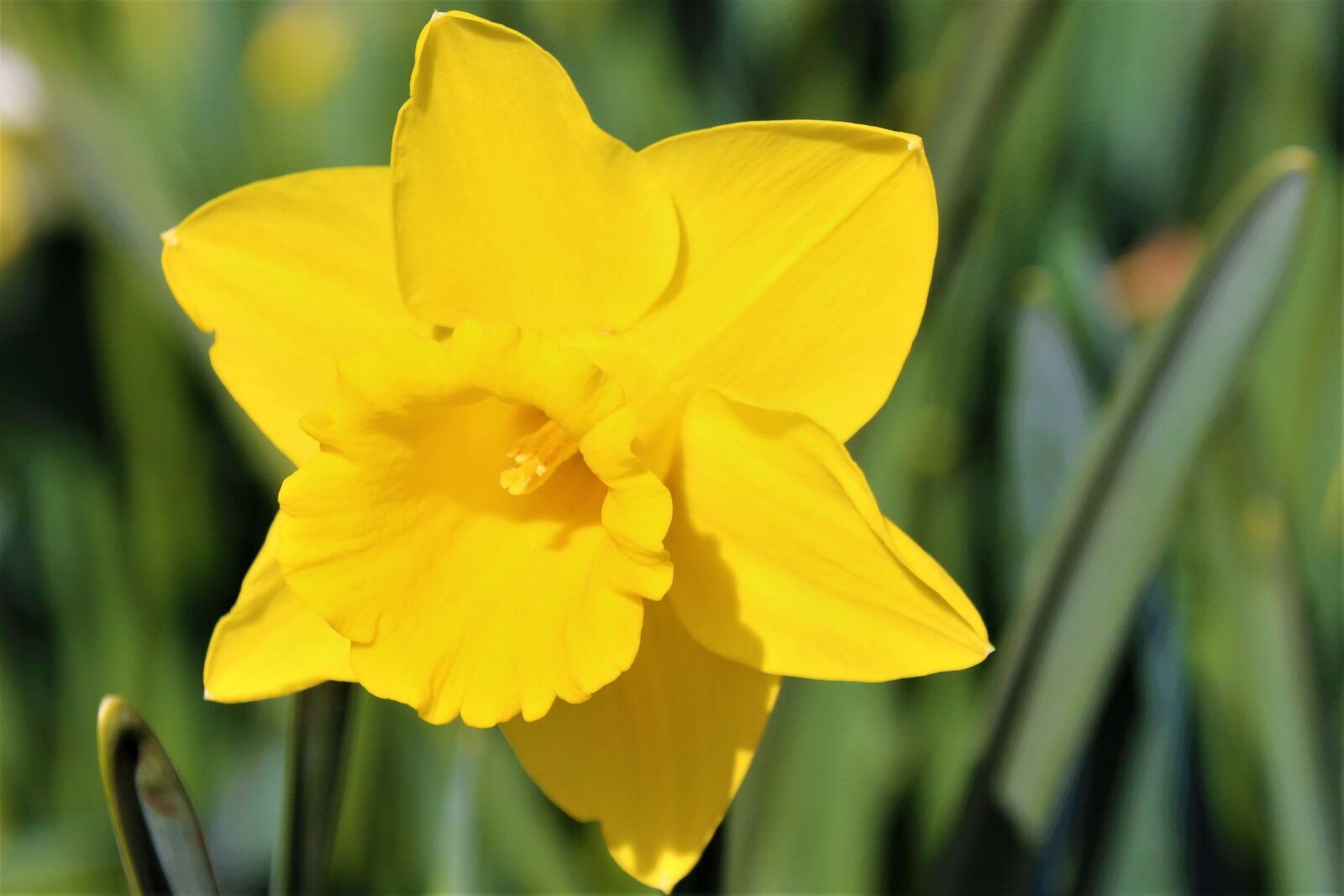 Canon EOS 700D (EOS Rebel T5i / EOS Kiss X7i) sample photo. Flower, yellow, spring photography