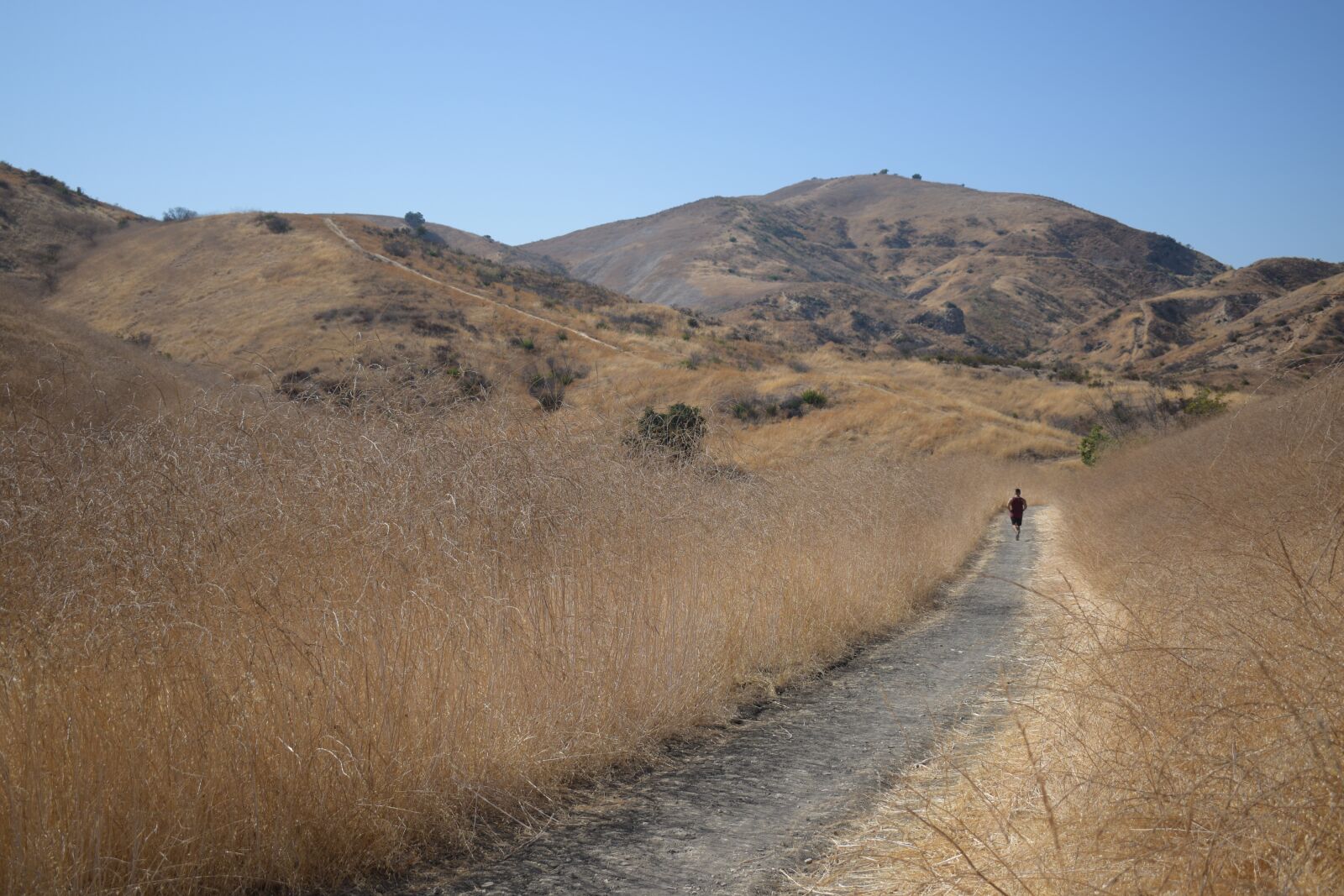 Nikon D5600 sample photo. Man, running, fitness photography