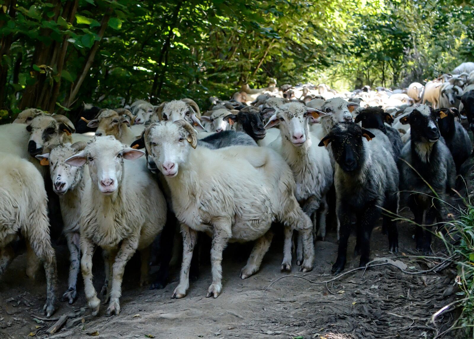 Nikon D7000 sample photo. Sheep, lamb, animals photography