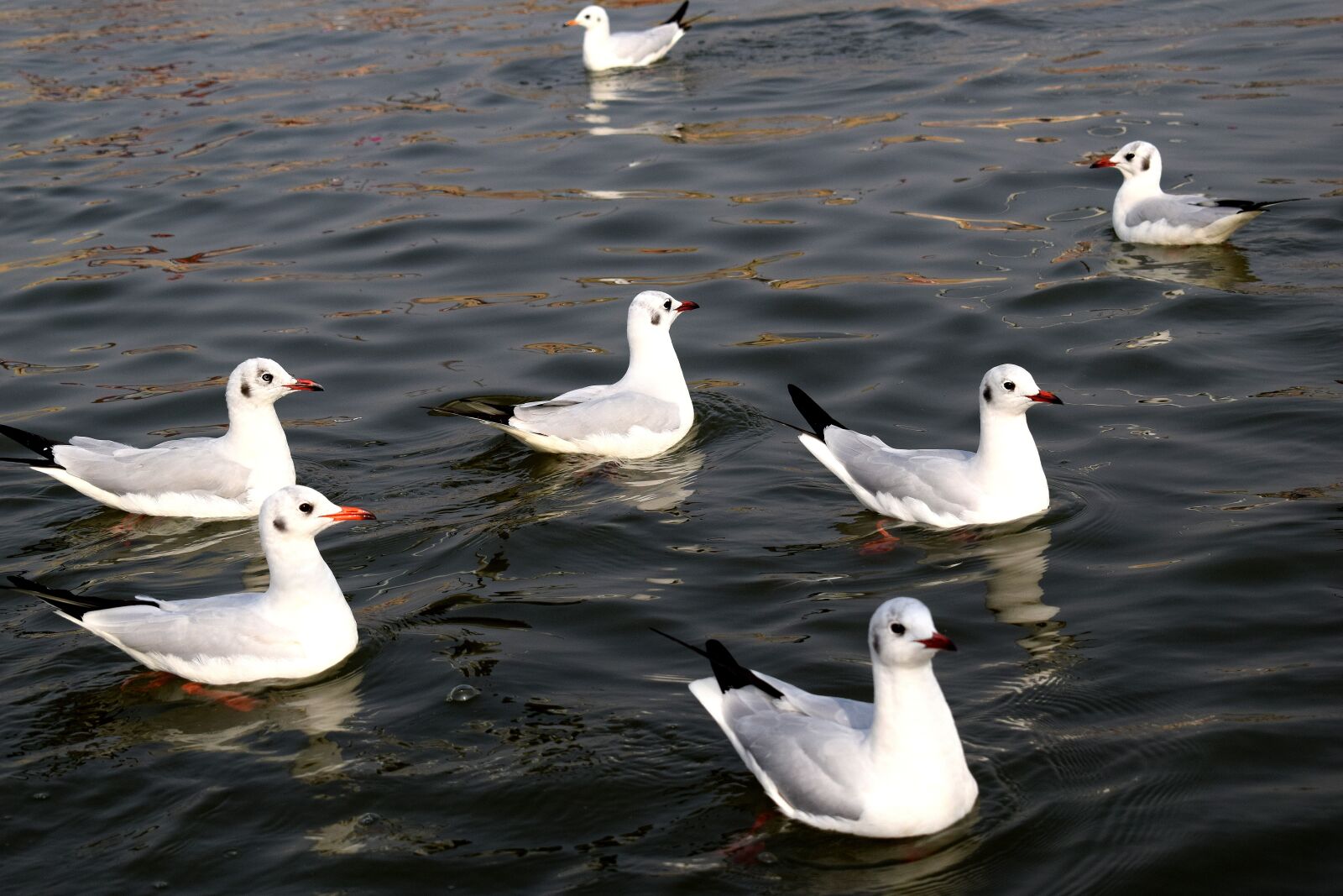 Nikon D3300 sample photo. Bird, water, wildlife photography