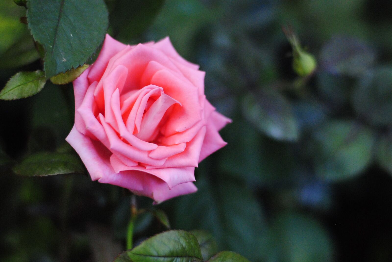 Nikon D3000 sample photo. Pink rose, single rose photography