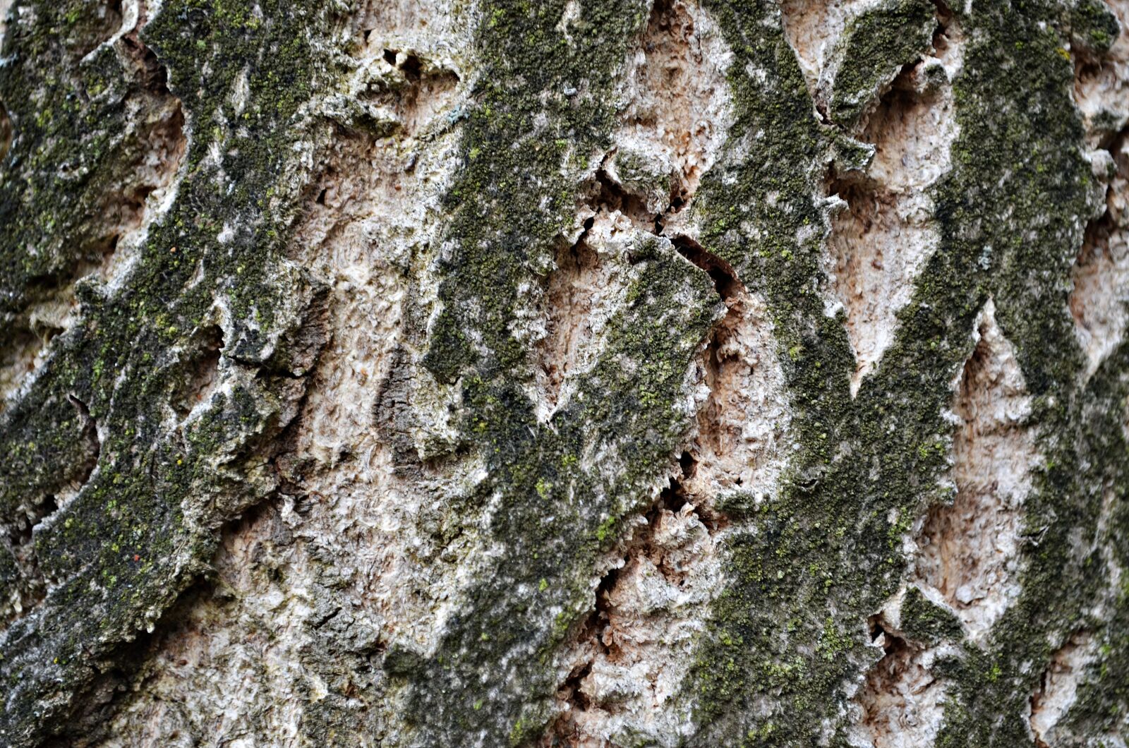 Nikon D5100 sample photo. Tree, the bark, forest photography